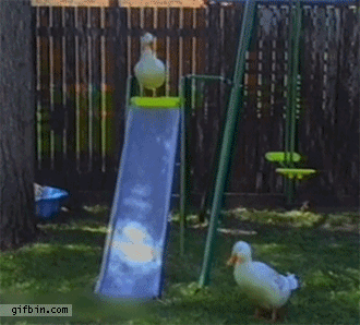 1357840518_goose_on_a_slide